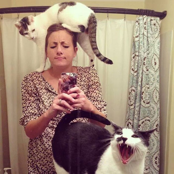 Gatos que odeiam estar em selfies com seus humanos (21 fotos) 18