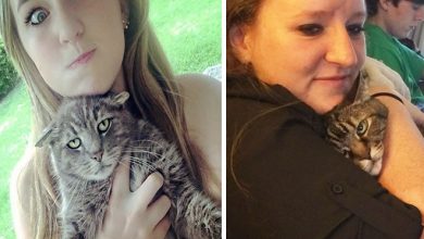 Gatos que odeiam estar em selfies com seus humanos (21 fotos) 34