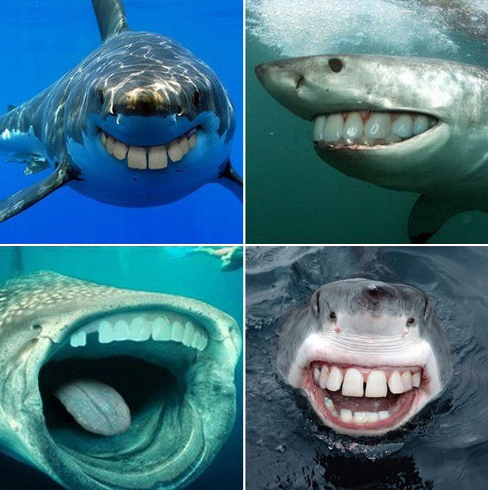 24 animais com bocas humanas 19