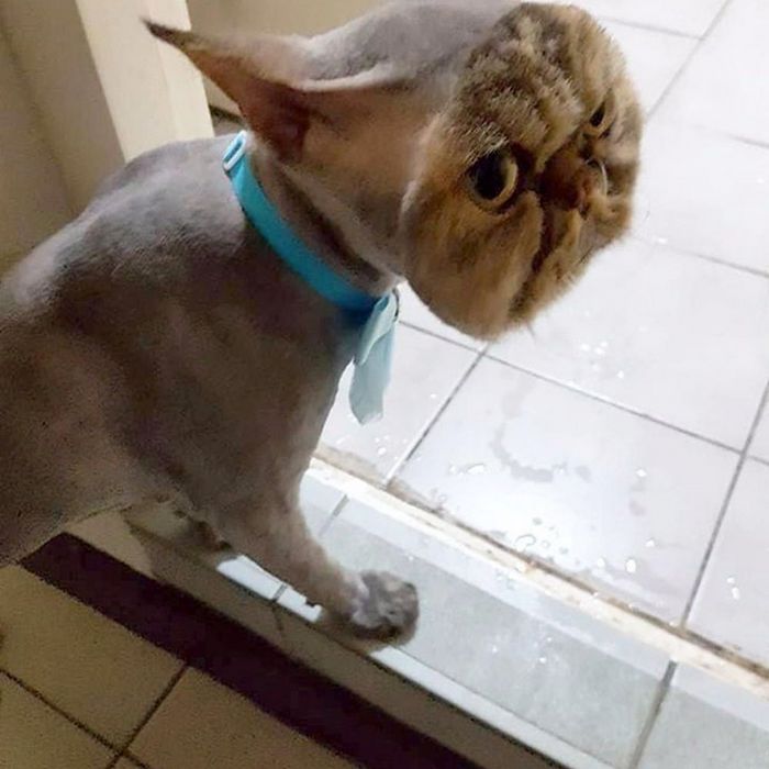 22 gatos que não estão felizes com seus cortes de cabelo de leão 2