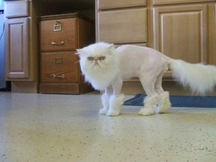 22 gatos que não estão felizes com seus cortes de cabelo de leão 3