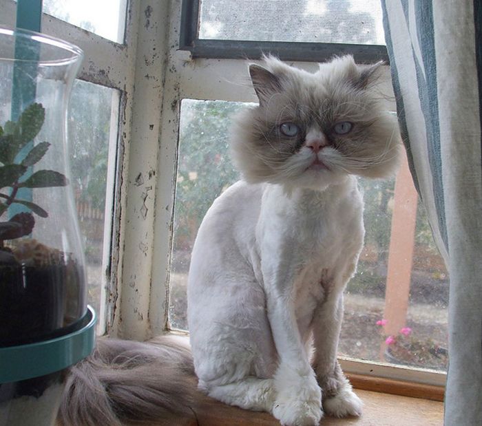 22 gatos que não estão felizes com seus cortes de cabelo de leão 4