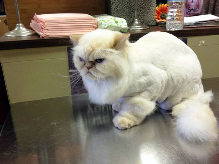 22 gatos que não estão felizes com seus cortes de cabelo de leão 5