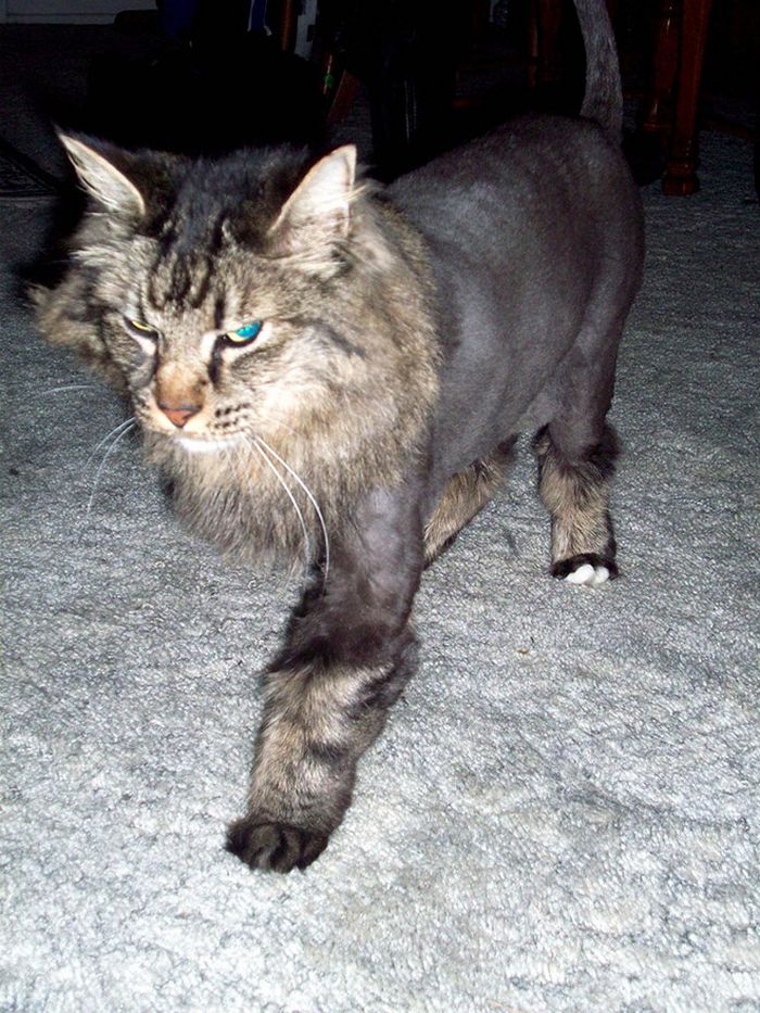 22 gatos que não estão felizes com seus cortes de cabelo de leão 7
