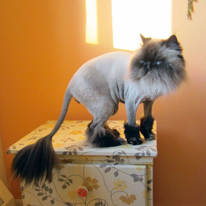 22 gatos que não estão felizes com seus cortes de cabelo de leão 13