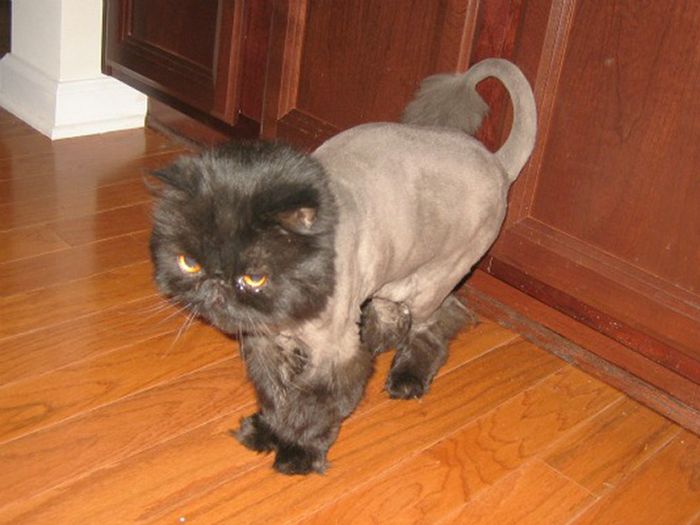 22 gatos que não estão felizes com seus cortes de cabelo de leão 15