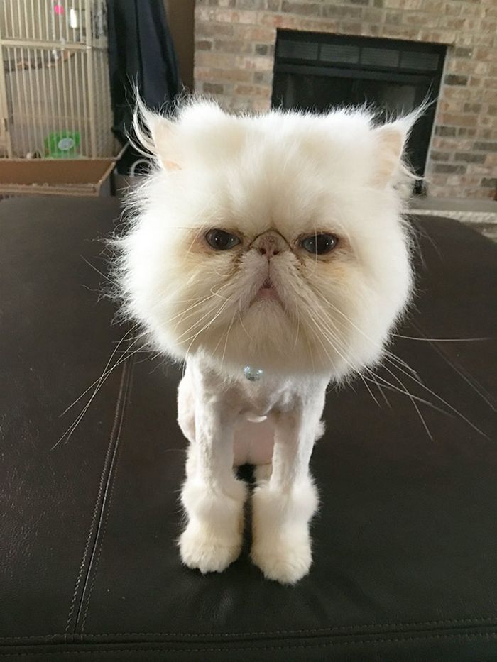 22 gatos que não estão felizes com seus cortes de cabelo de leão 16