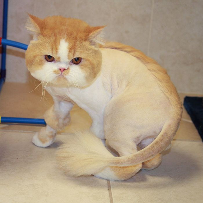 22 gatos que não estão felizes com seus cortes de cabelo de leão 17