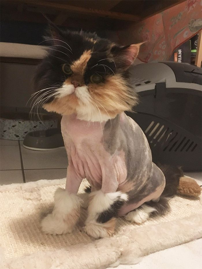 22 gatos que não estão felizes com seus cortes de cabelo de leão 18