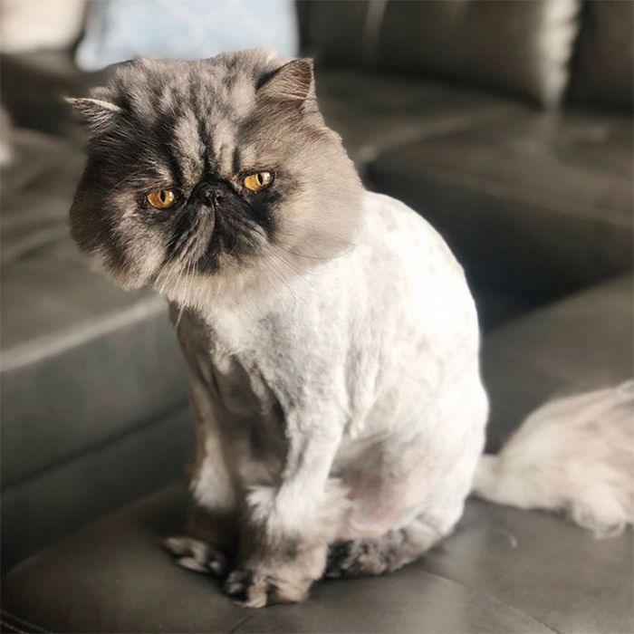 22 gatos que não estão felizes com seus cortes de cabelo de leão 20