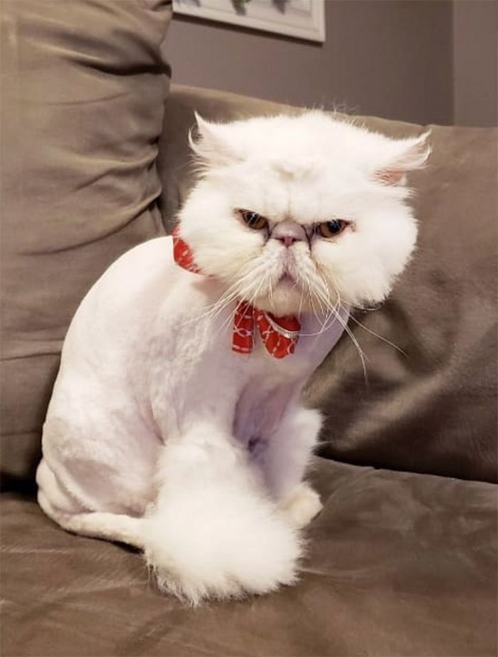 22 gatos que não estão felizes com seus cortes de cabelo de leão 21