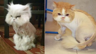 22 gatos que não estão felizes com seus cortes de cabelo de leão 22