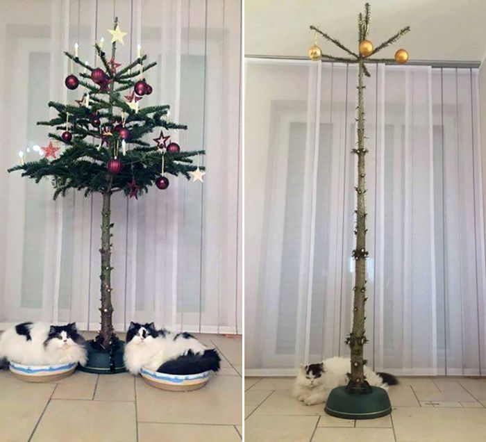 21 dicas genias de como proteger sua árvore de Natal dos animais de estimação 5