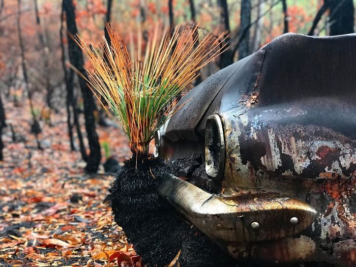 A vida está retornando à terra destruída pelos incêndios na Austrália (35 fotos) 2