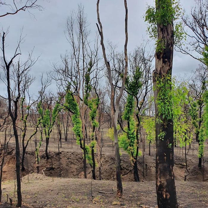 A vida está retornando à terra destruída pelos incêndios na Austrália (35 fotos) 5
