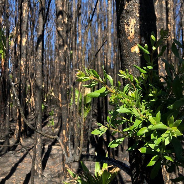 A vida está retornando à terra destruída pelos incêndios na Austrália (35 fotos) 7