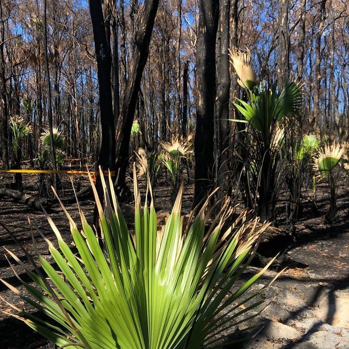 A vida está retornando à terra destruída pelos incêndios na Austrália (35 fotos) 8