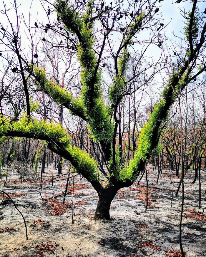 A vida está retornando à terra destruída pelos incêndios na Austrália (35 fotos) 9