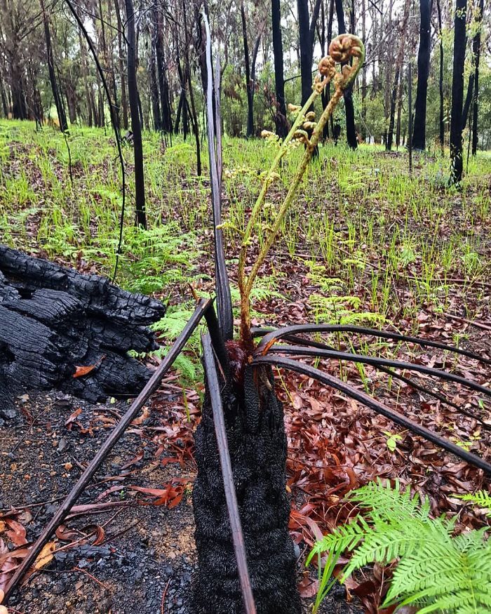 A vida está retornando à terra destruída pelos incêndios na Austrália (35 fotos) 12