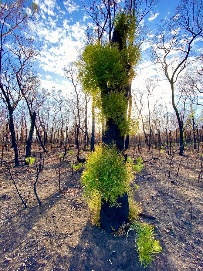 A vida está retornando à terra destruída pelos incêndios na Austrália (35 fotos) 15