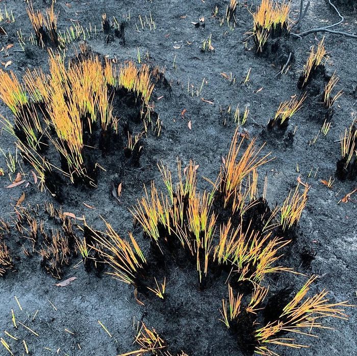 A vida está retornando à terra destruída pelos incêndios na Austrália (35 fotos) 19