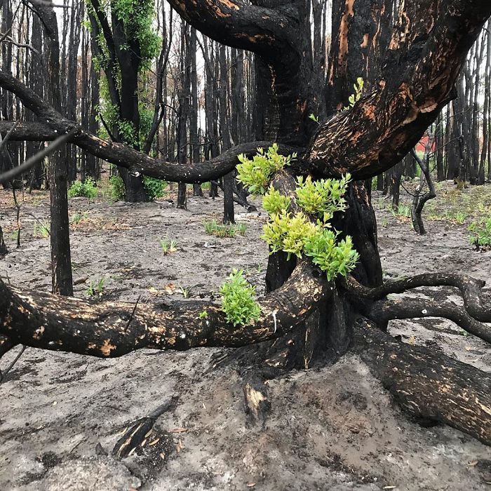 A vida está retornando à terra destruída pelos incêndios na Austrália (35 fotos) 20