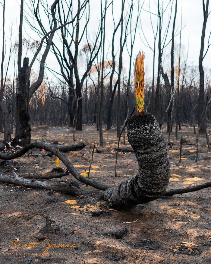 A vida está retornando à terra destruída pelos incêndios na Austrália (35 fotos) 27