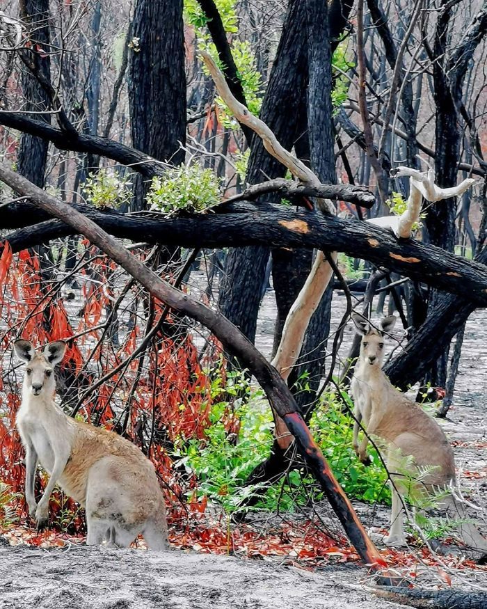 A vida está retornando à terra destruída pelos incêndios na Austrália (35 fotos) 31