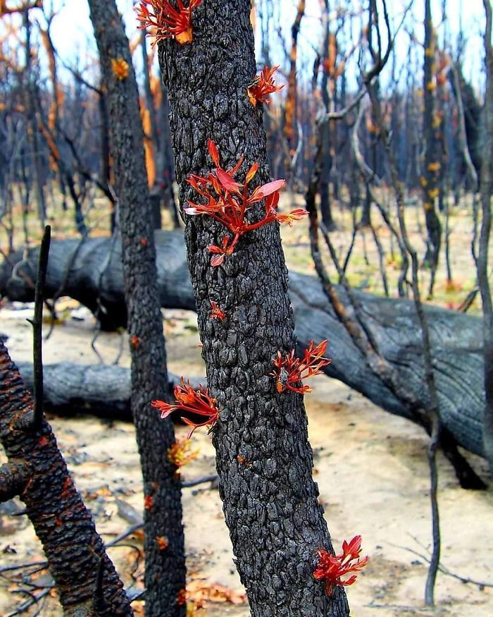 A vida está retornando à terra destruída pelos incêndios na Austrália (35 fotos) 35
