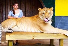 Conheça Ligre o maior felino do mundo um híbrido entre leão e tigre 49
