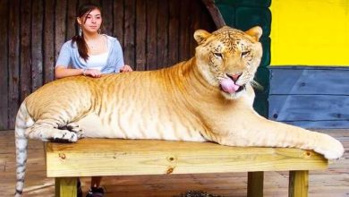 Conheça Ligre o maior felino do mundo um híbrido entre leão e tigre 1