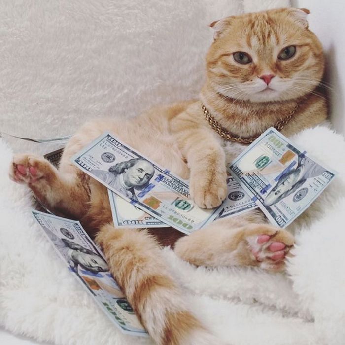21 gatos gângsteres ricos esbanjando sua riqueza 2