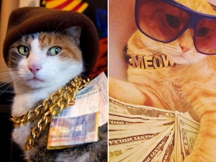 21 gatos gângsteres ricos esbanjando sua riqueza 3