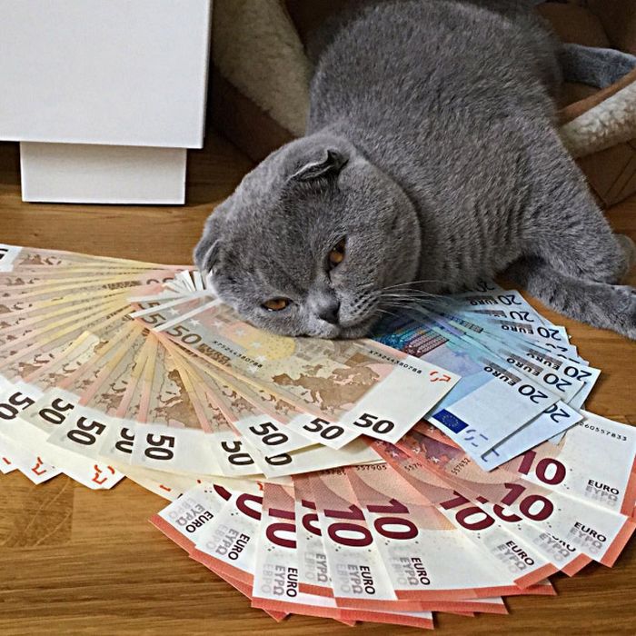 21 gatos gângsteres ricos esbanjando sua riqueza 4