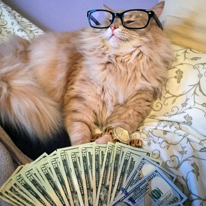 21 gatos gângsteres ricos esbanjando sua riqueza 7