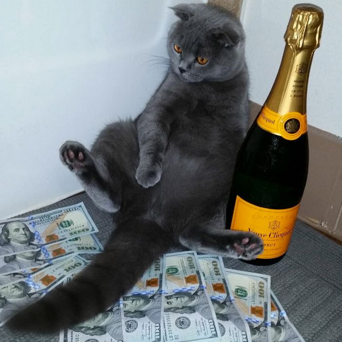 21 gatos gângsteres ricos esbanjando sua riqueza 8
