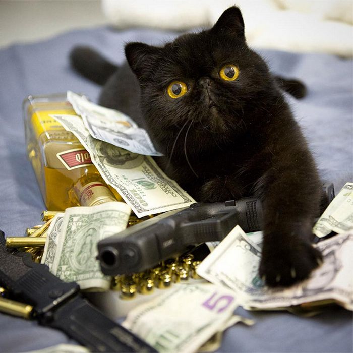 21 gatos gângsteres ricos esbanjando sua riqueza 9
