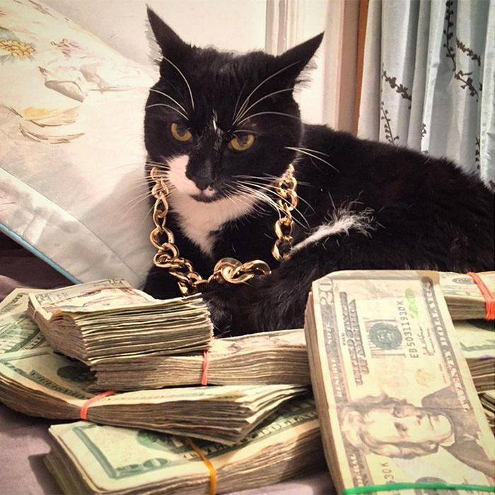 21 gatos gângsteres ricos esbanjando sua riqueza 10
