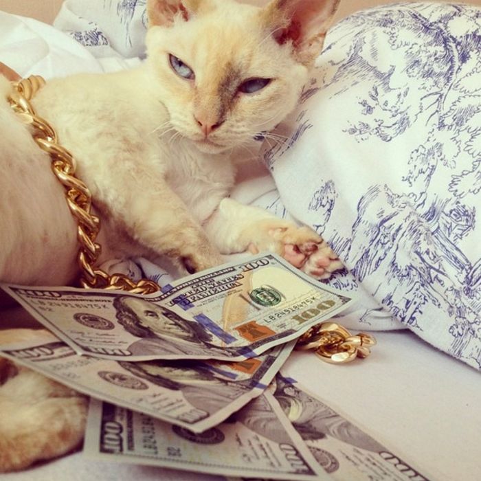 21 gatos gângsteres ricos esbanjando sua riqueza 11