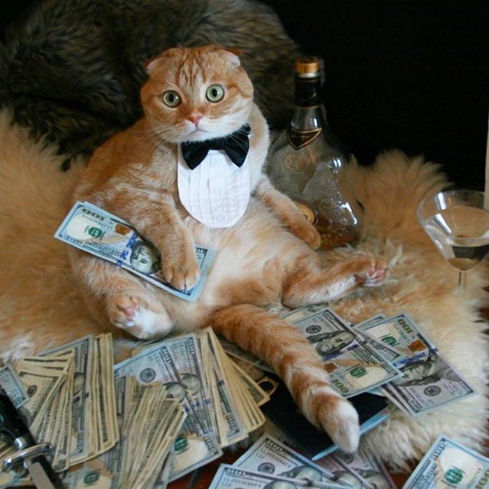 21 gatos gângsteres ricos esbanjando sua riqueza 12