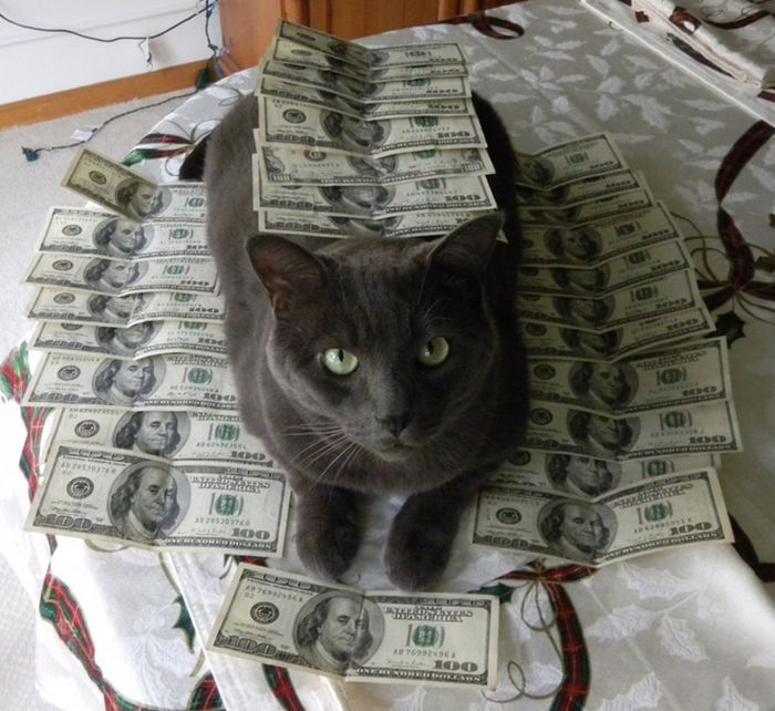 21 gatos gângsteres ricos esbanjando sua riqueza 13