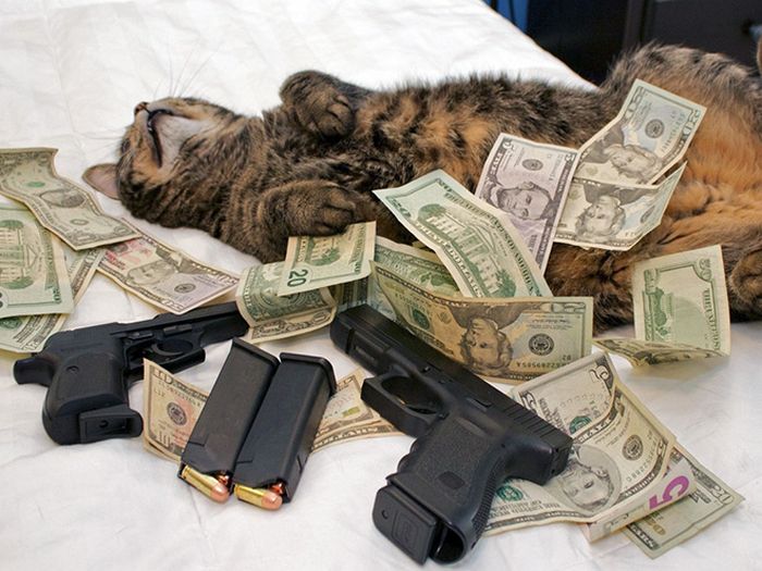 21 gatos gângsteres ricos esbanjando sua riqueza 14