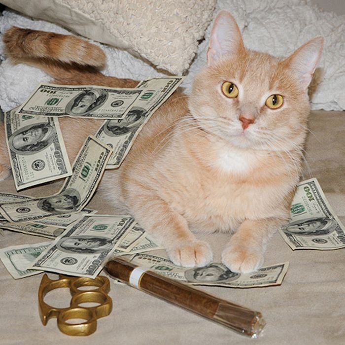 21 gatos gângsteres ricos esbanjando sua riqueza 15