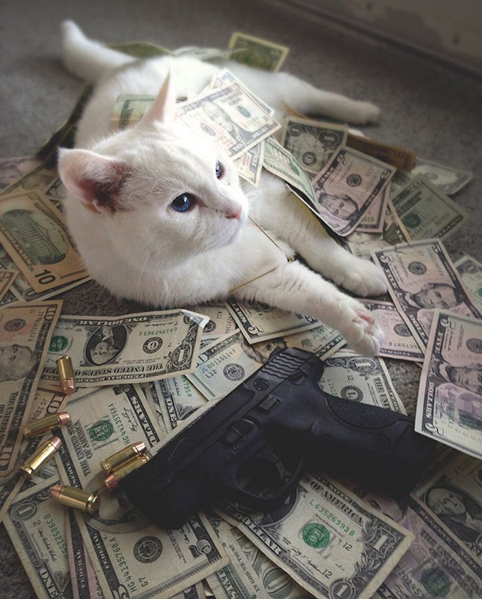 21 gatos gângsteres ricos esbanjando sua riqueza 16