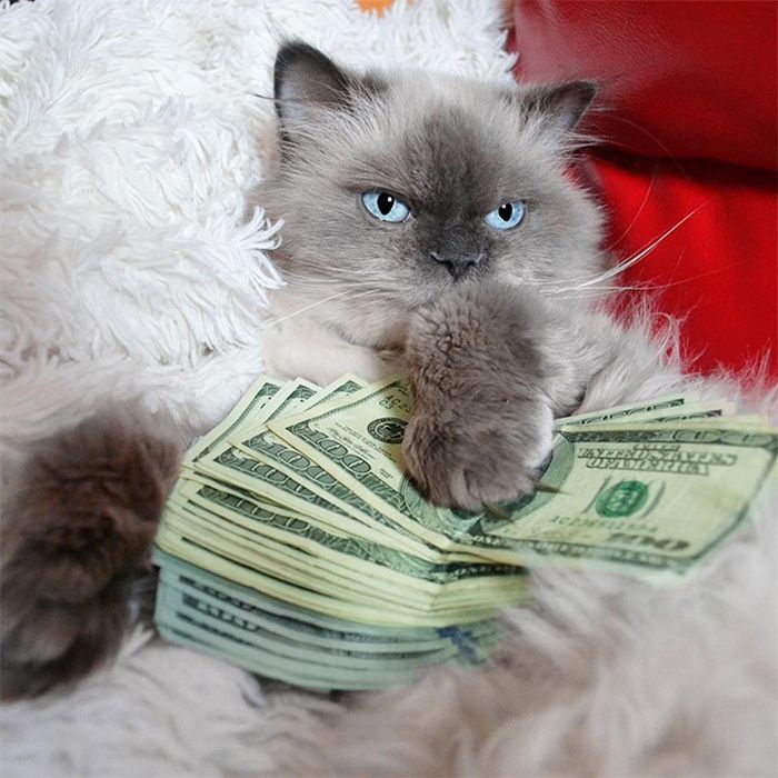 21 gatos gângsteres ricos esbanjando sua riqueza 18