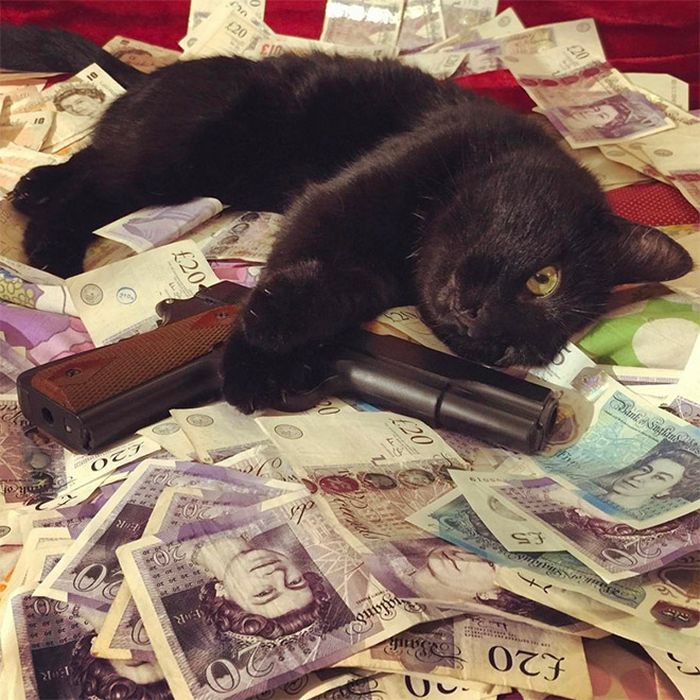 21 gatos gângsteres ricos esbanjando sua riqueza 19