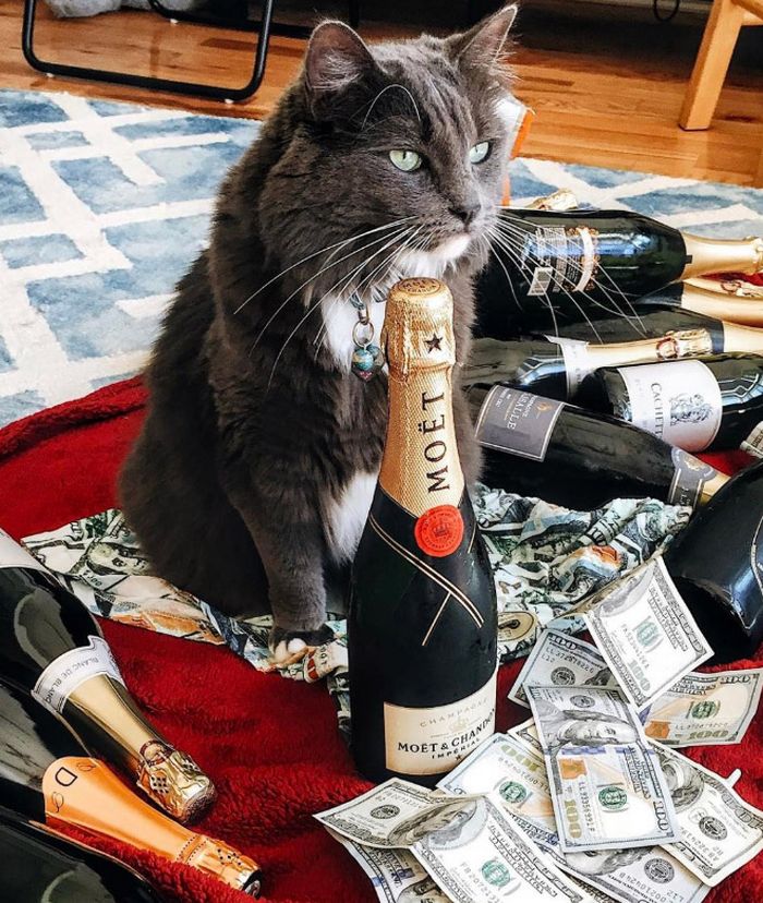21 gatos gângsteres ricos esbanjando sua riqueza 20