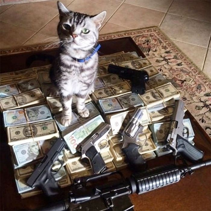 21 gatos gângsteres ricos esbanjando sua riqueza 21
