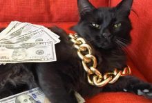 21 gatos gângsteres ricos esbanjando sua riqueza 11
