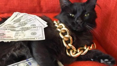 21 gatos gângsteres ricos esbanjando sua riqueza 32
